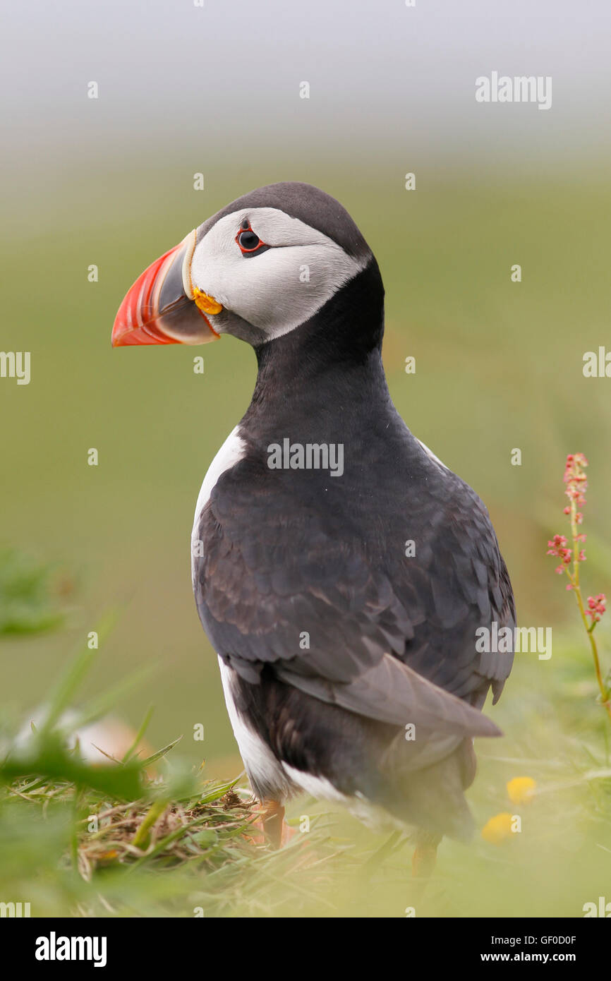 Puffin on cliff top Stock Photo