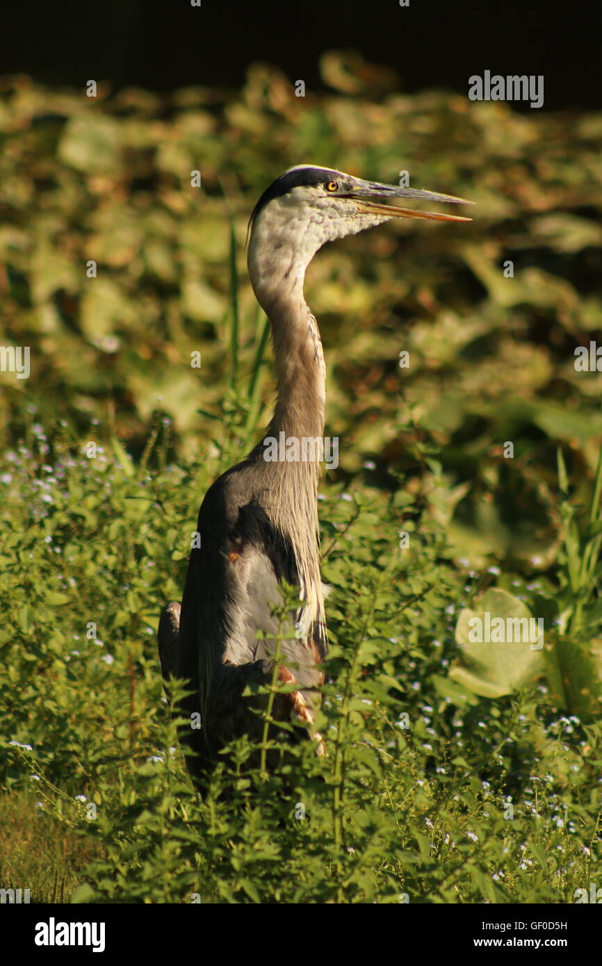 Gray heron resting by the lake. Stock Photo