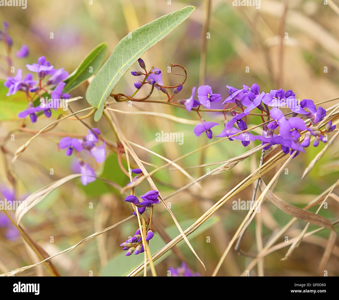 Purple flowers of Australia native Sarsaparilla, an Australian winter wildflower vine Hardenbergia violacea Stock Photo