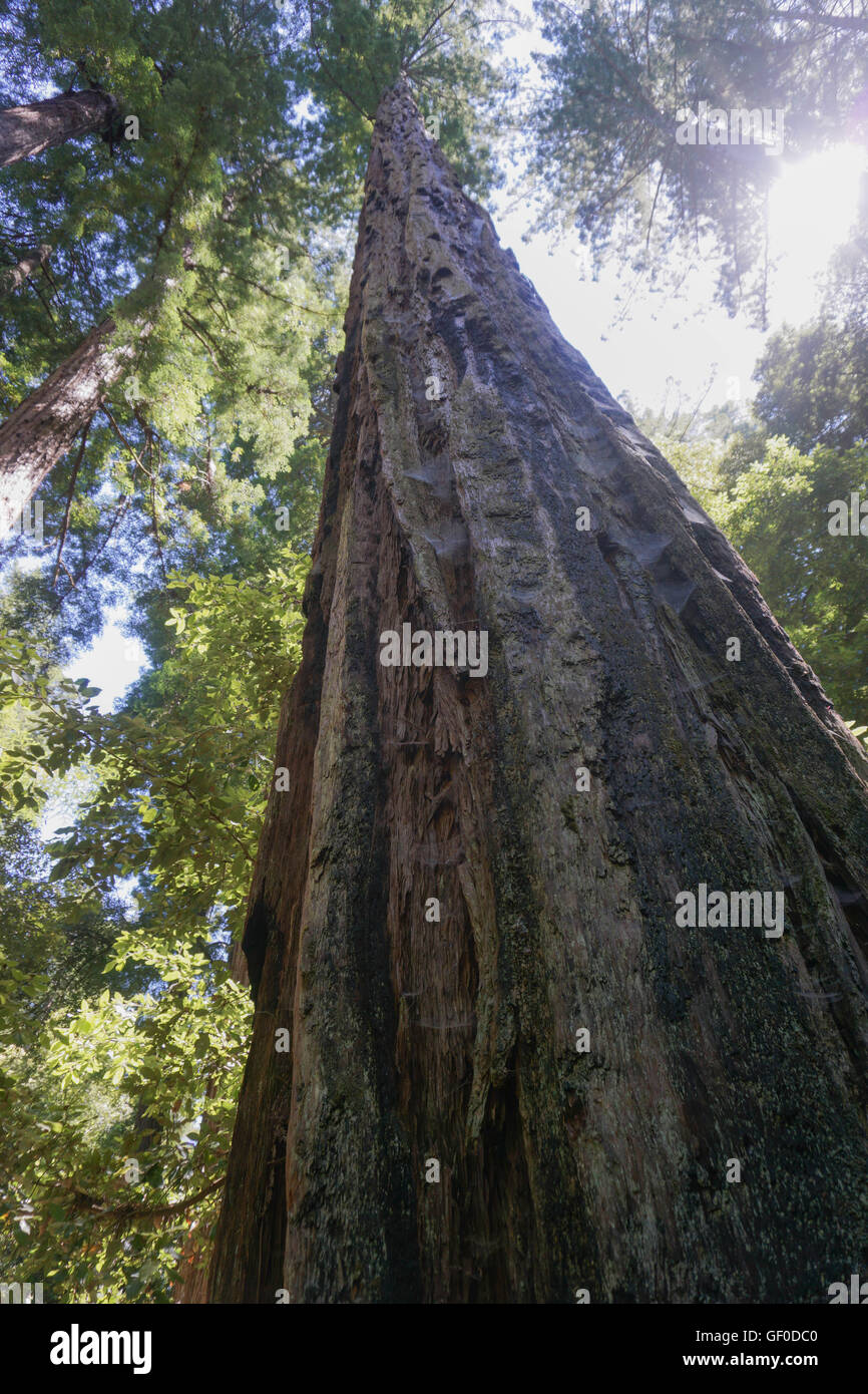 Redwood Tree close up, Big Basin State Park, California Stock Photo