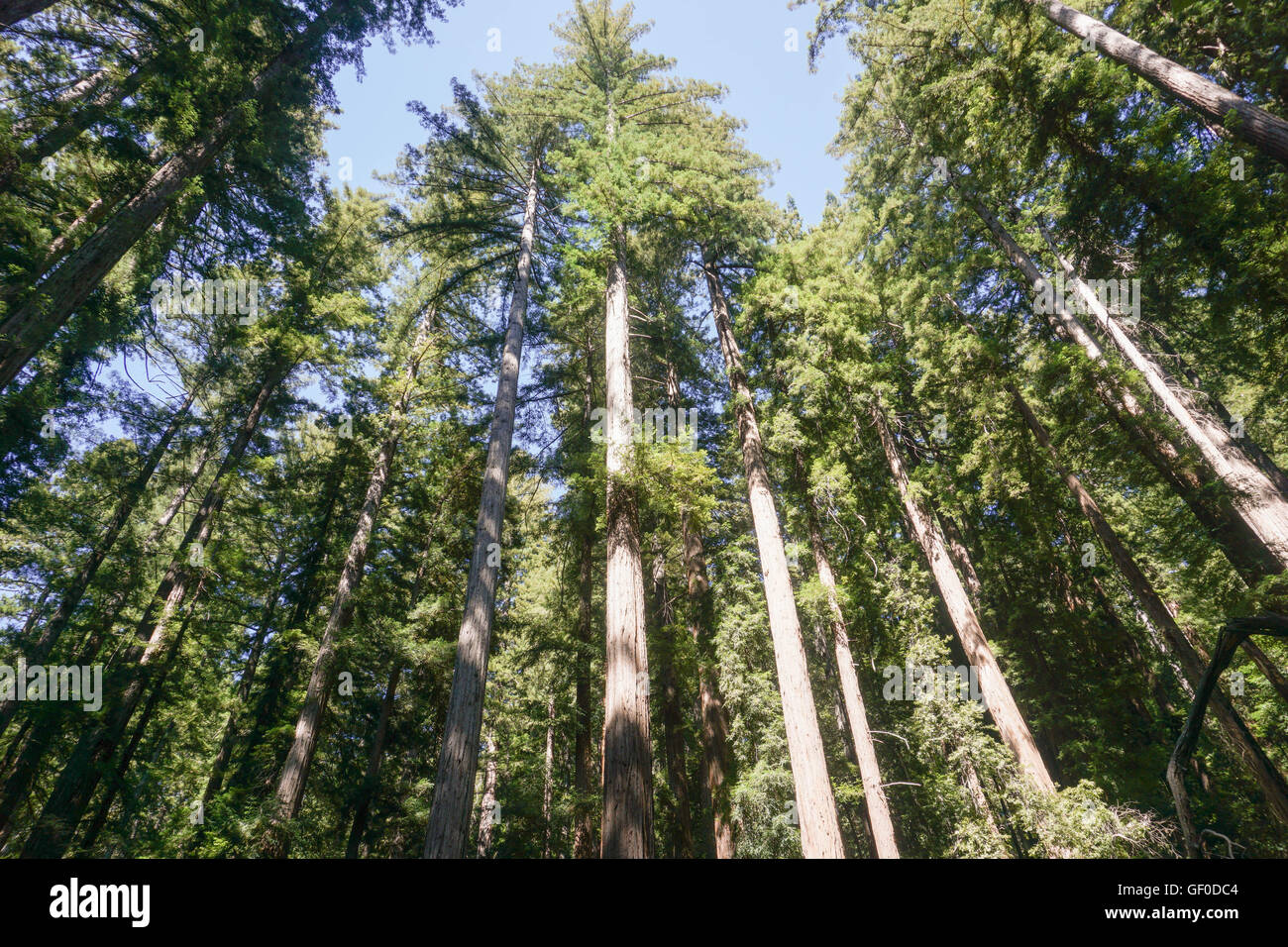 Redwood trees forest, Big Basin State Park, California Stock Photo