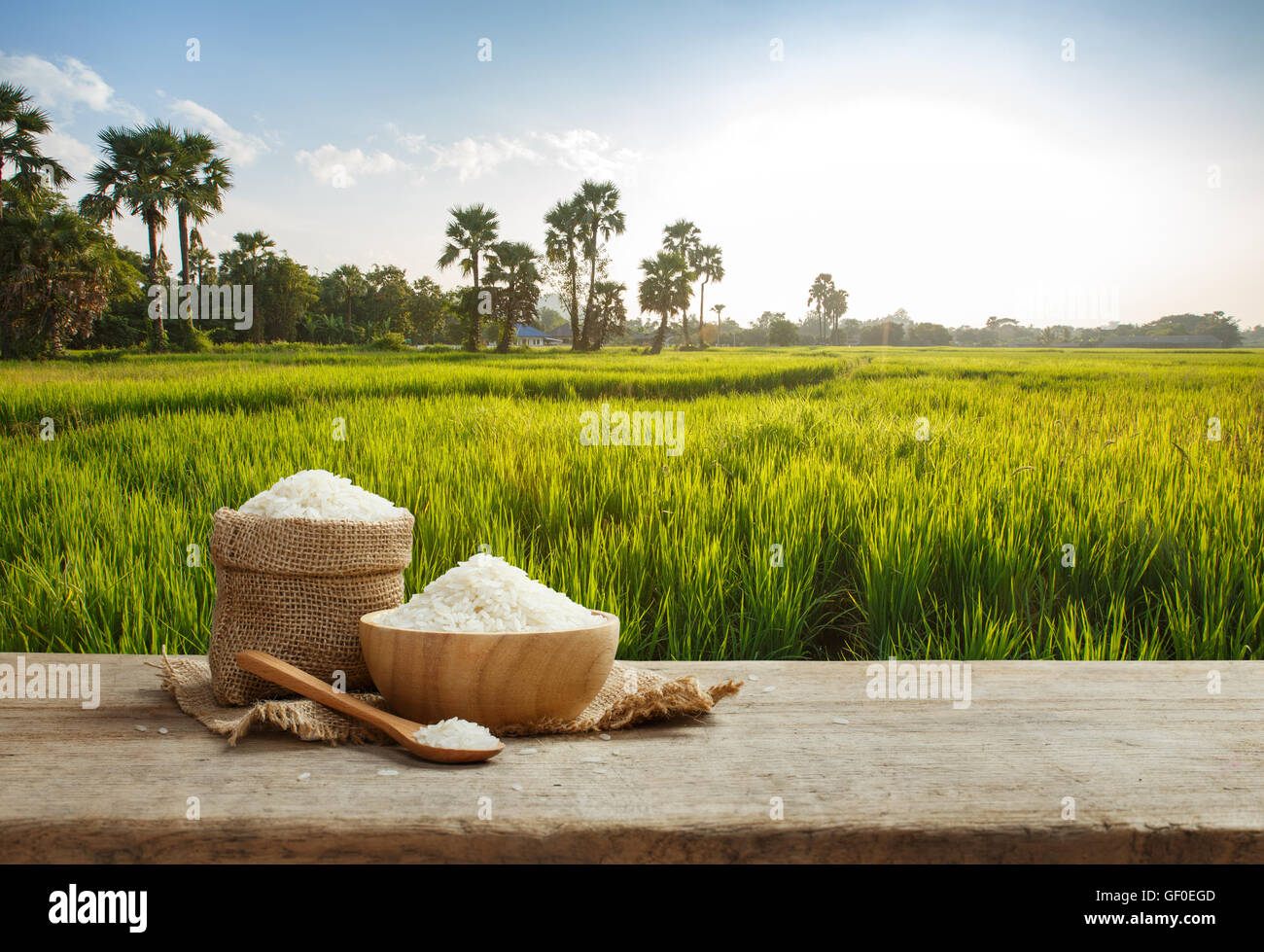 Rice field background hi-res stock photography and images - Alamy