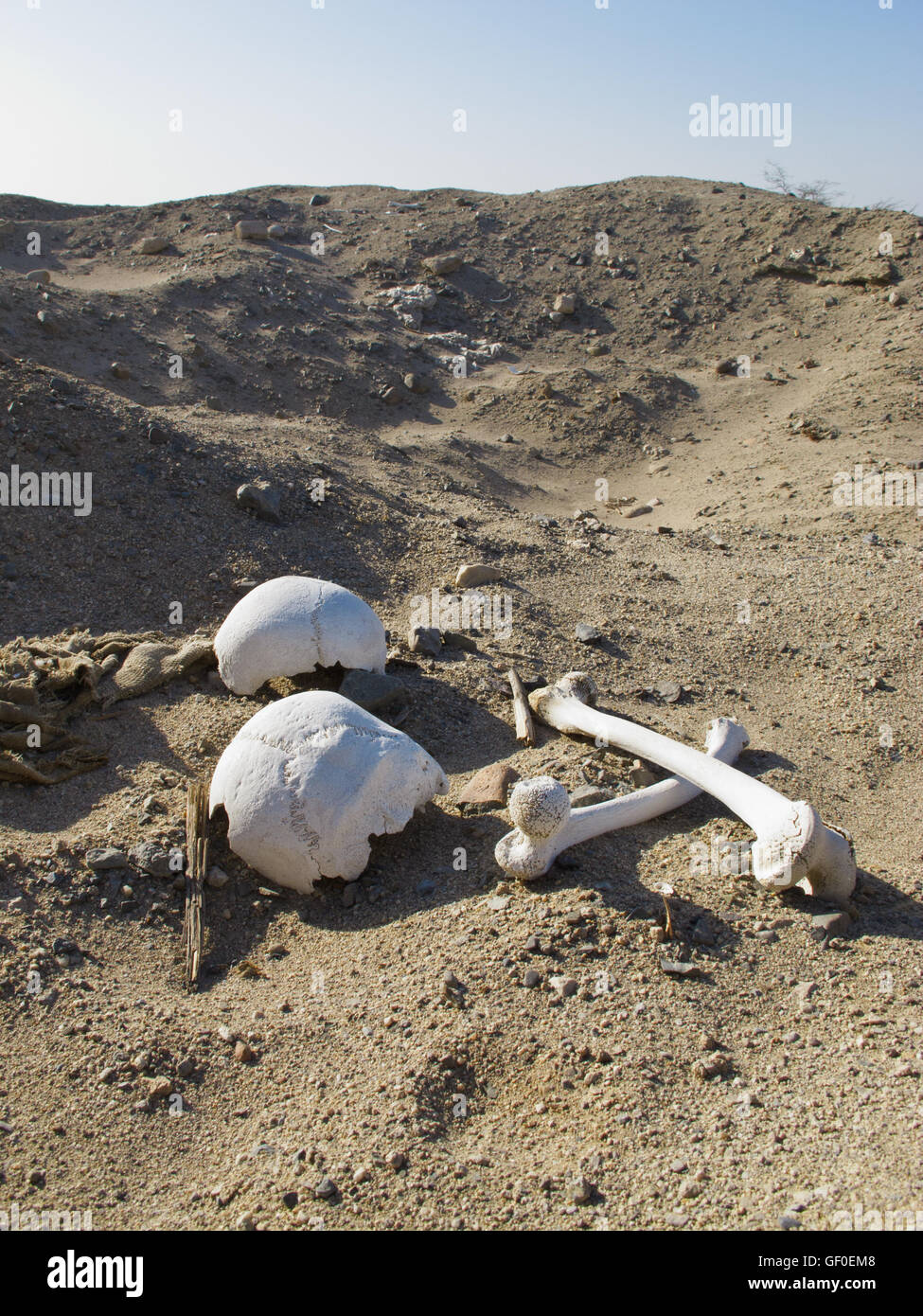 Human bones possibly dug out by tomb looters can be found on the sand floor near Cahuachi ceremonial center. Stock Photo