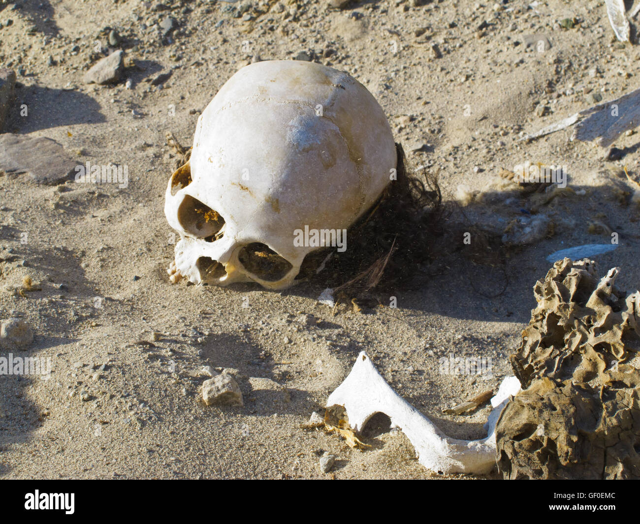 Human bones possibly dug out by tomb looters can be found on the sand floor near Cahuachi ceremonial center. Stock Photo