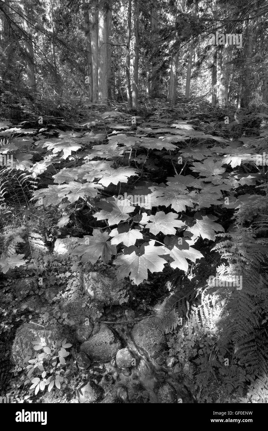 Canadian forest in summer Black and White Stock Photos & Images - Alamy