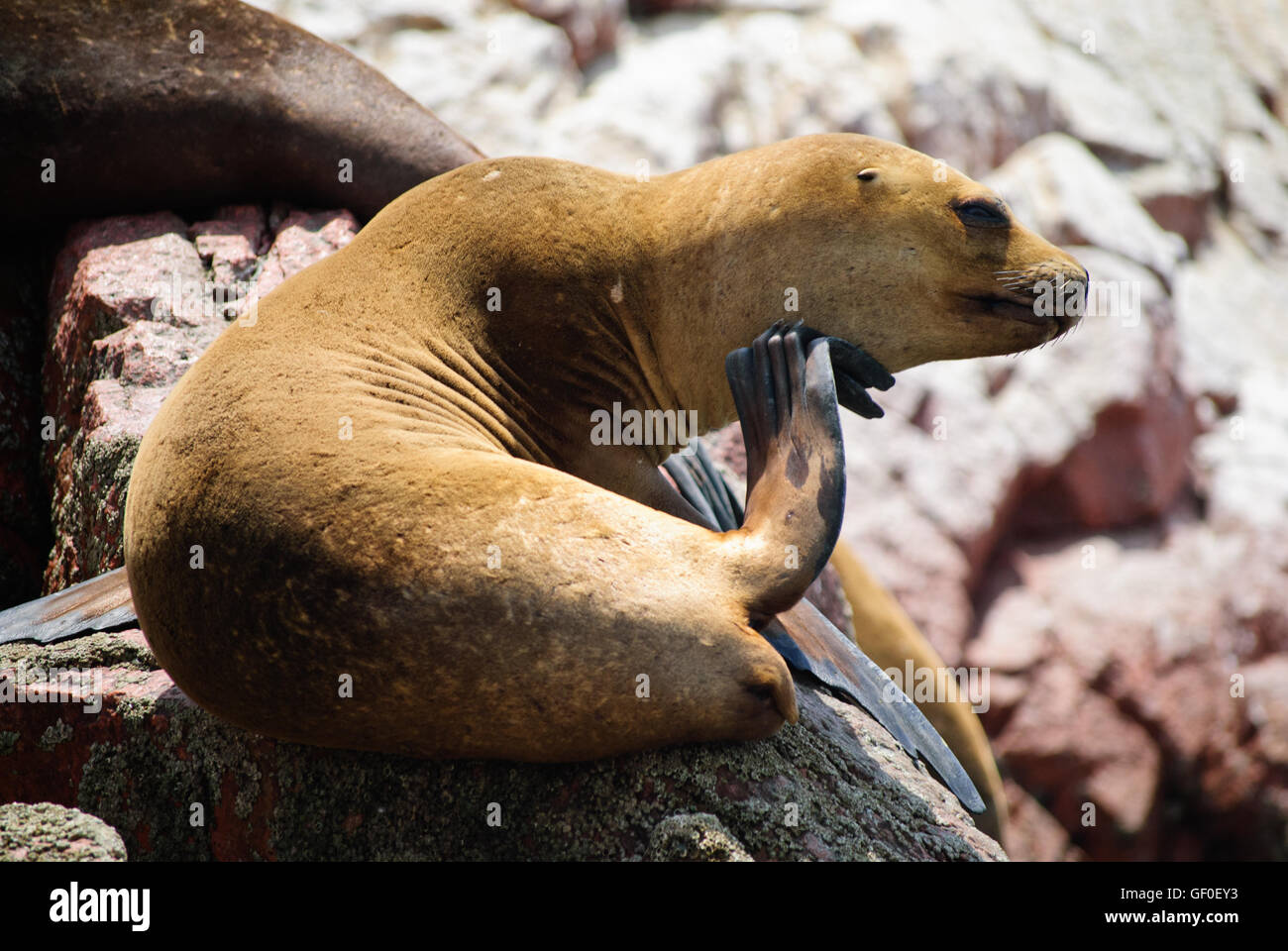 A South American Sea Lion on Islas Ballestas Stock Photo