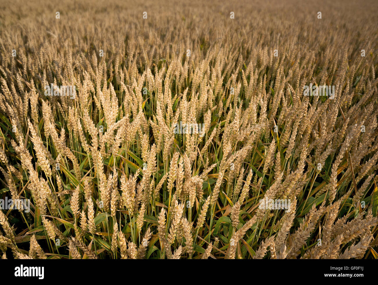 detail of wheat field befor the harvest Stock Photo - Alamy