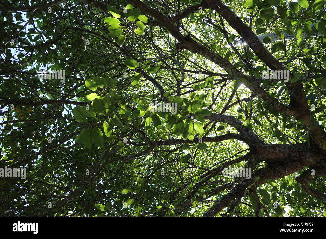 High contrast backlit hi-res stock photography and images - Alamy