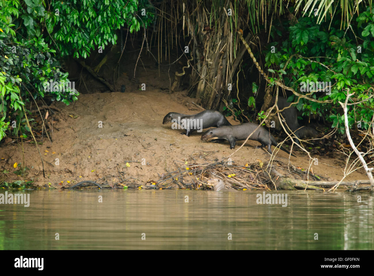Two Giant River Otters at their nest on the bank of Salvador oxbow lake Stock Photo