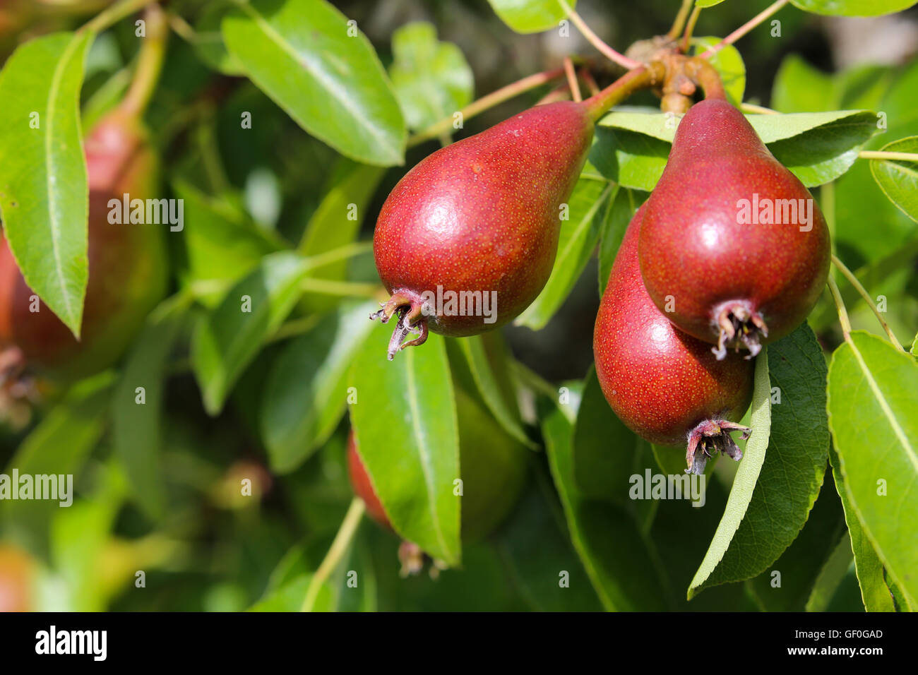 English Red pears growing on pear tree, Red Anjou or Starkrimson Stock Photo