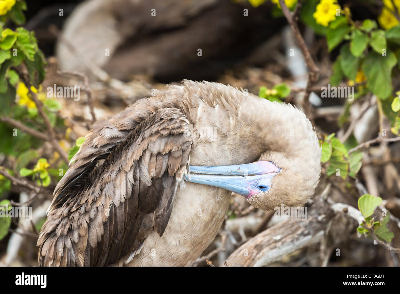 Red-footed booby (Sule sula) preening its feathers, Genovesa Island (Tower), Galapagos Islands, Ecuador, South America Stock Photo