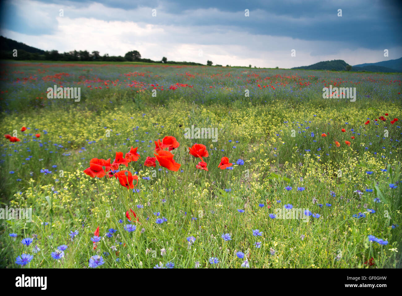 Colorful poppy landscape hi-res stock photography and images - Alamy