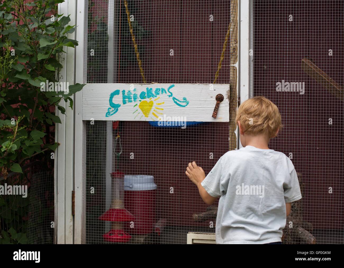 A child looking into a backyard chicken coop Stock Photo Alamy