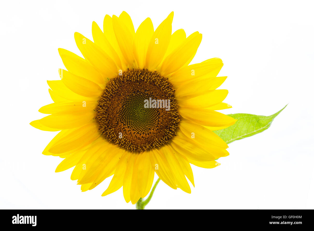 Sunflower isolated on white background Stock Photo - Alamy