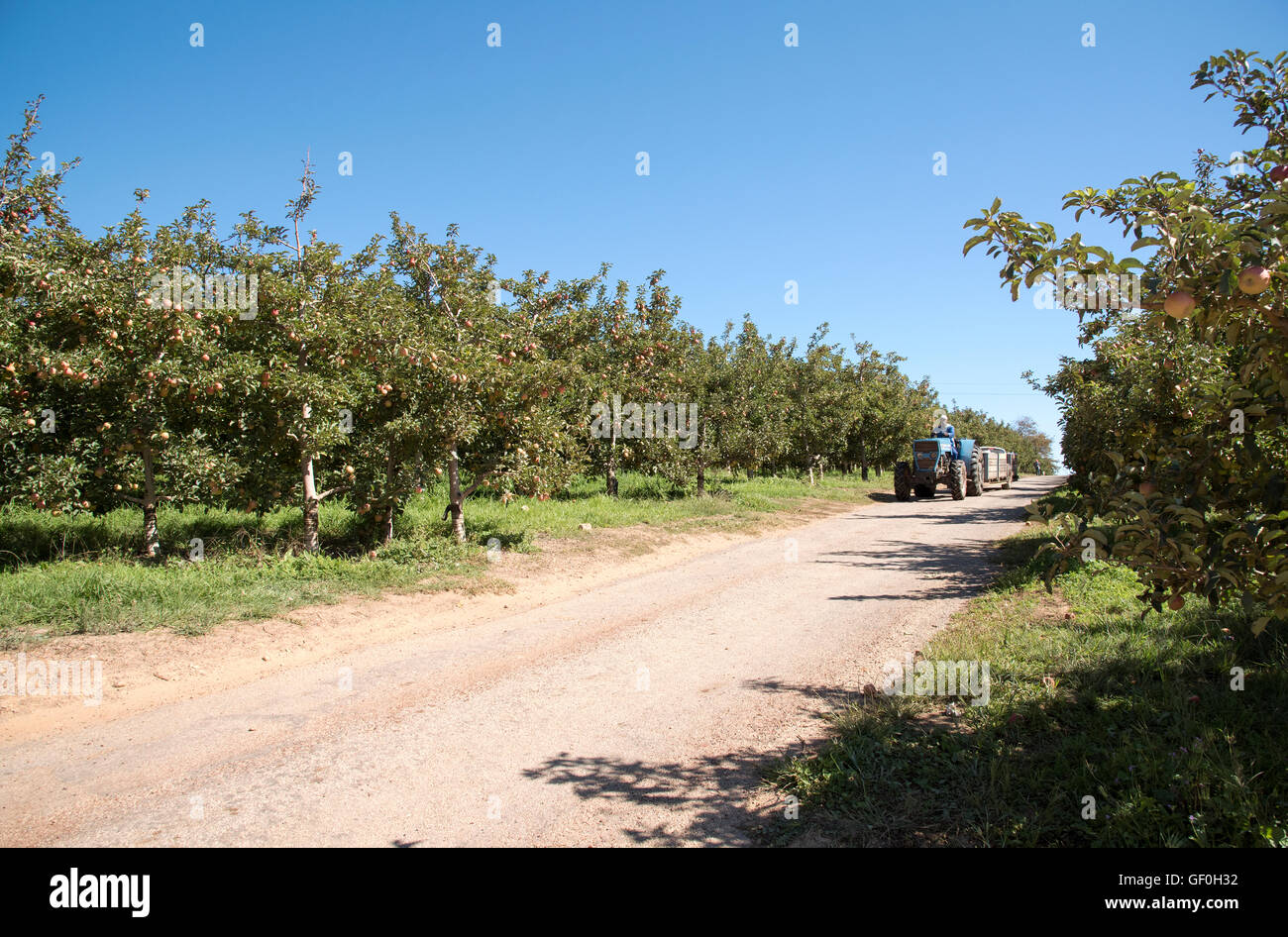 ELGIN WESTERN CAPE SOUTH AFRICA  Tractor driver on an apple farm at Elgin Southern Africa Stock Photo