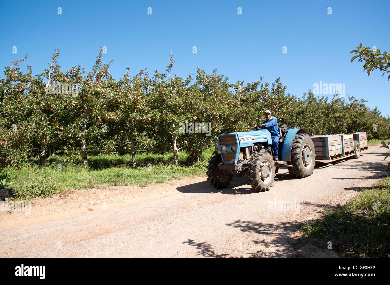 ELGIN WESTERN CAPE SOUTH AFRICA  Tractor driver on an apple farm at Elgin Southern Africa Stock Photo