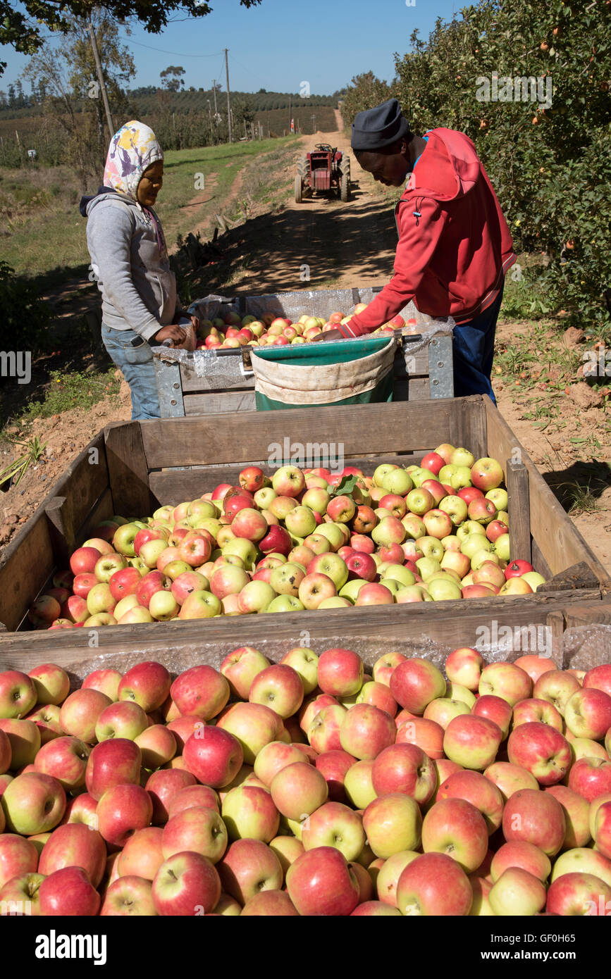 Picking Fruit Farm Workers Stock Photos & Picking Fruit Farm Workers Stock Images Alamy
