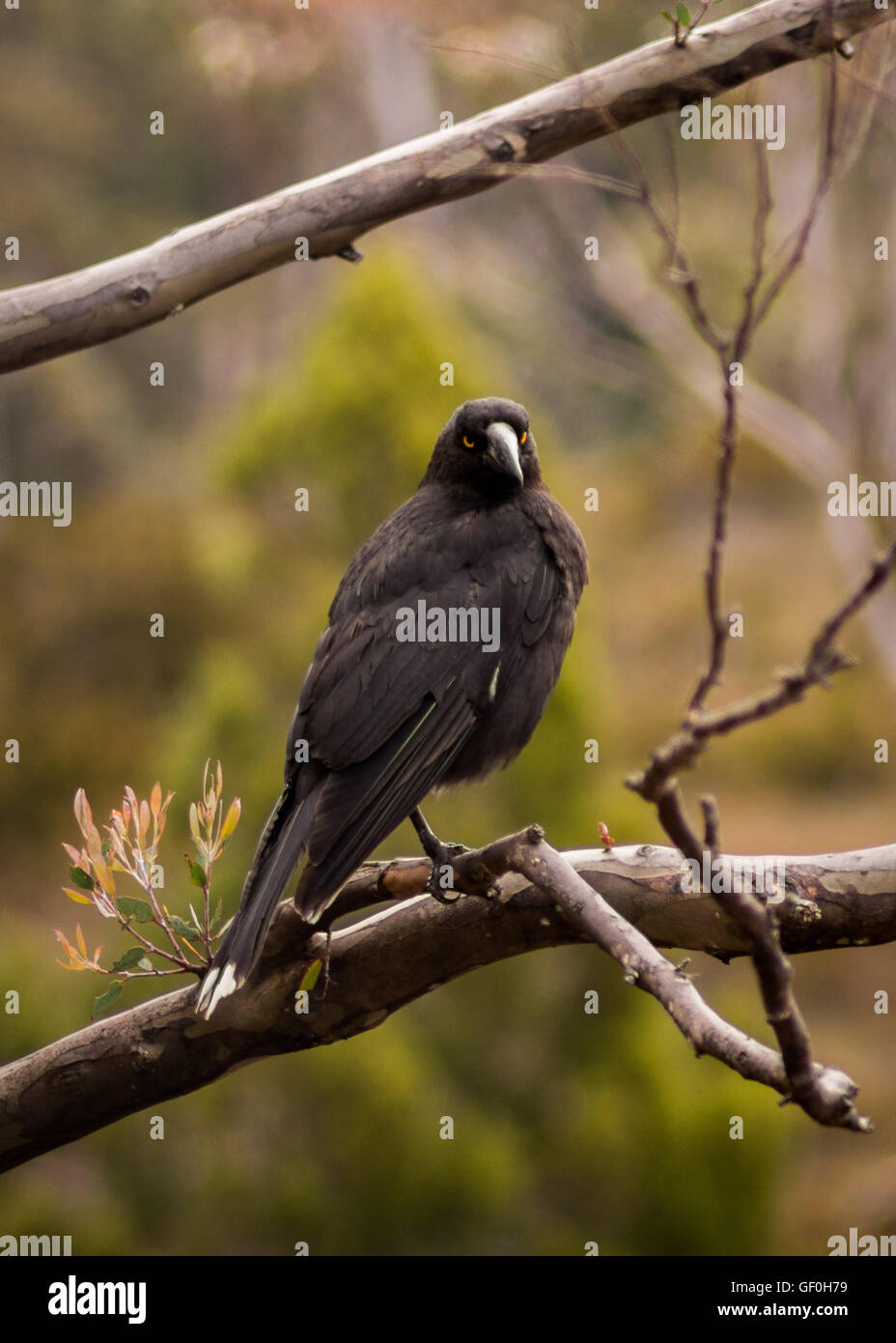 Native birds of Tasmania Stock Photo Alamy