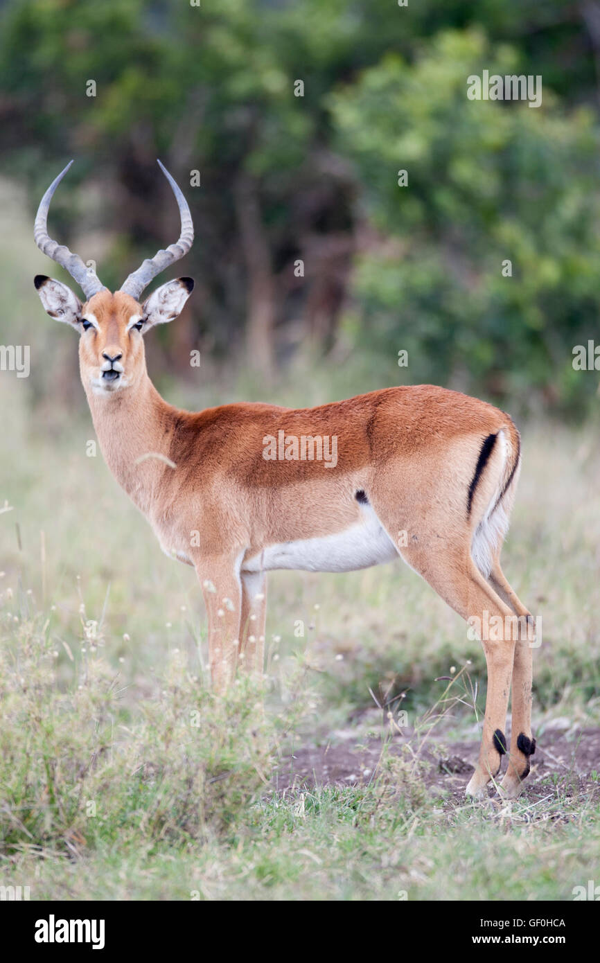 The impala (pronounced /ɪmˈpɑːlə,-ˈpalə/) (Aepyceros melampus) is a medium-sized antelope in eastern and southern Africa Kenya Stock Photo