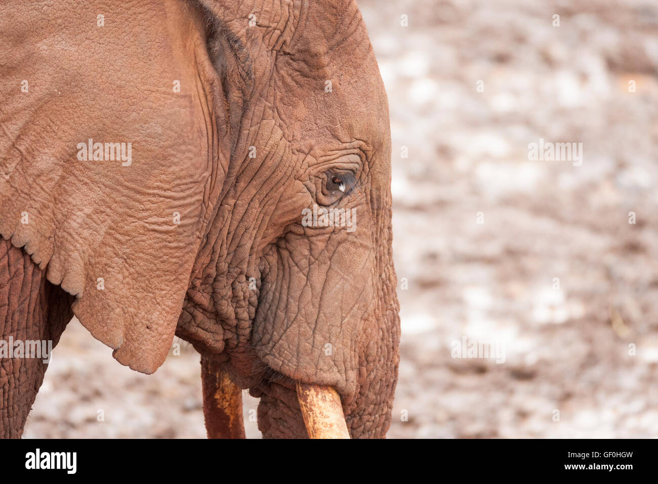 The African elephant walloping in mud and having a red tone instead of gray at Aberdere in Kenya Africa Stock Photo