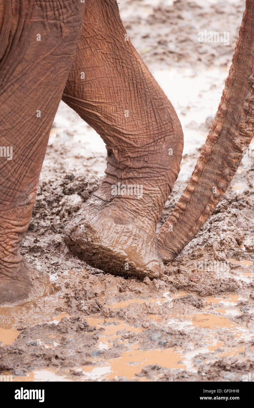 The African elephant walloping in mud and having a red tone instead of gray at Aberdere in Kenya Africa Stock Photo