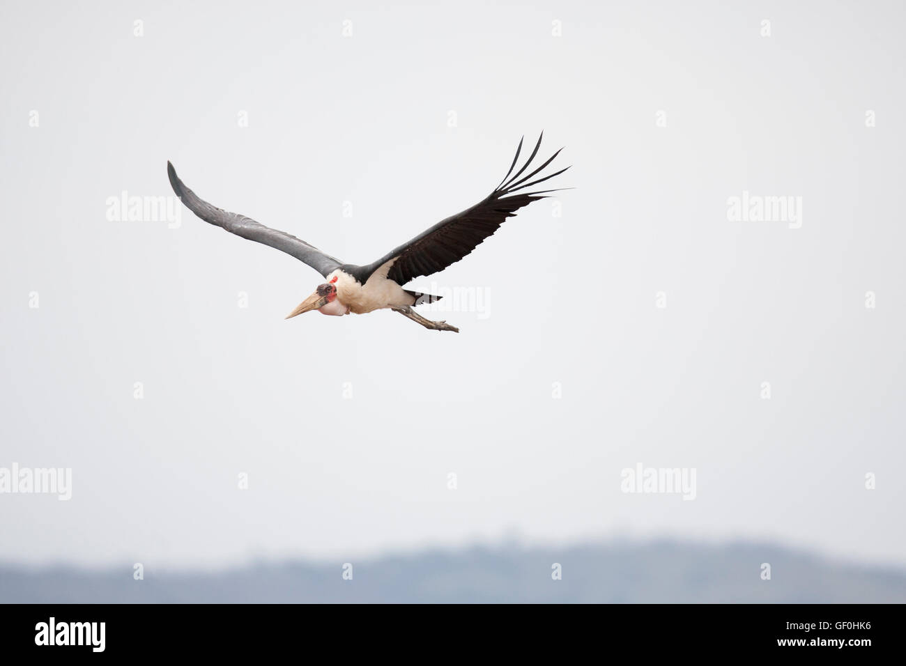 Marabou Stork Leptoptilos crumeniferus  in search of carrion to scavenge with flies on its face flight Stock Photo