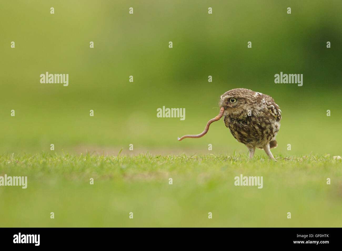 Little Owl UK (Athene Noctua) - UK Stock Photo