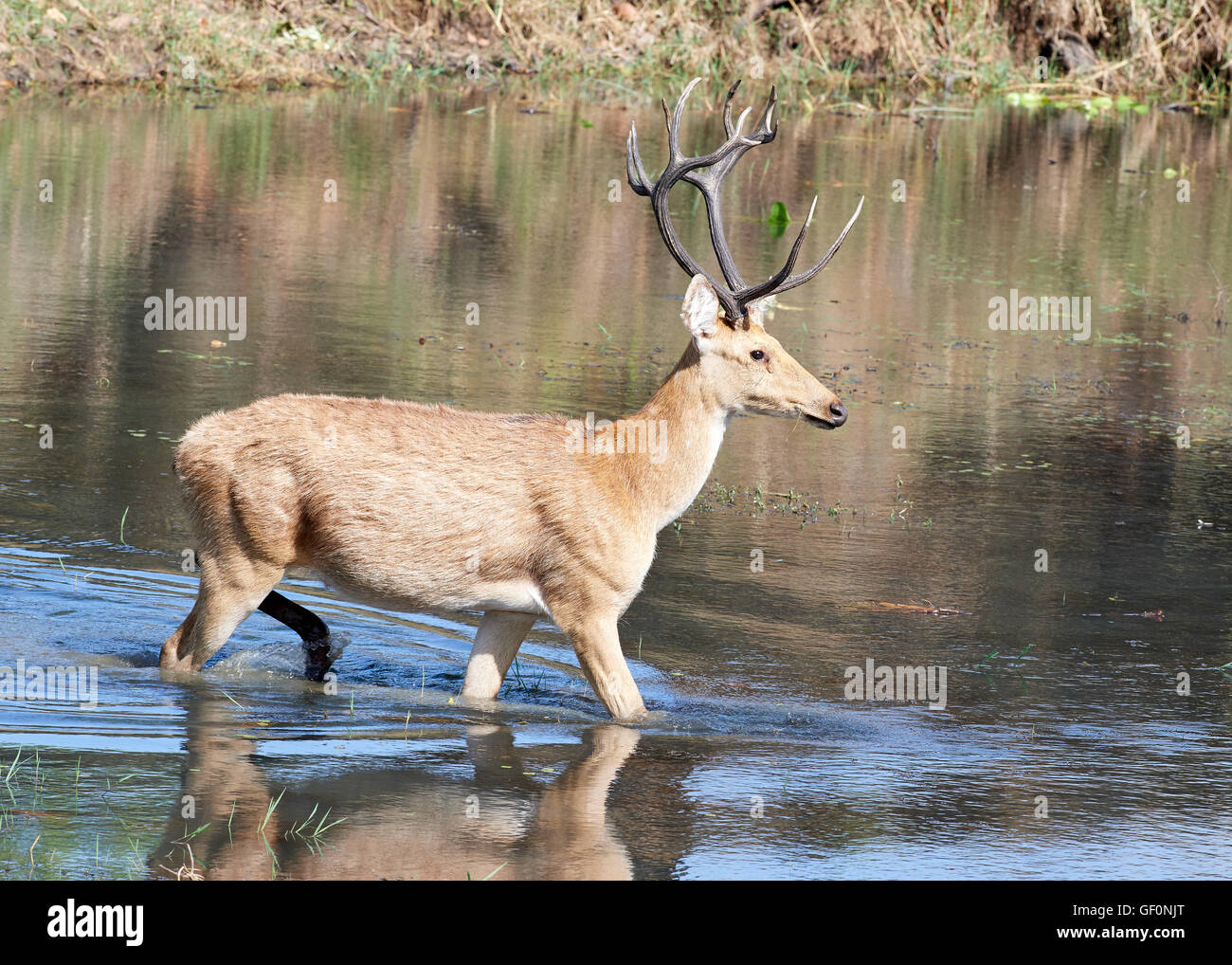 Barasingha /swamp Deer In A Lake In Kanha Tiger Reserve Stock Photo - Alamy