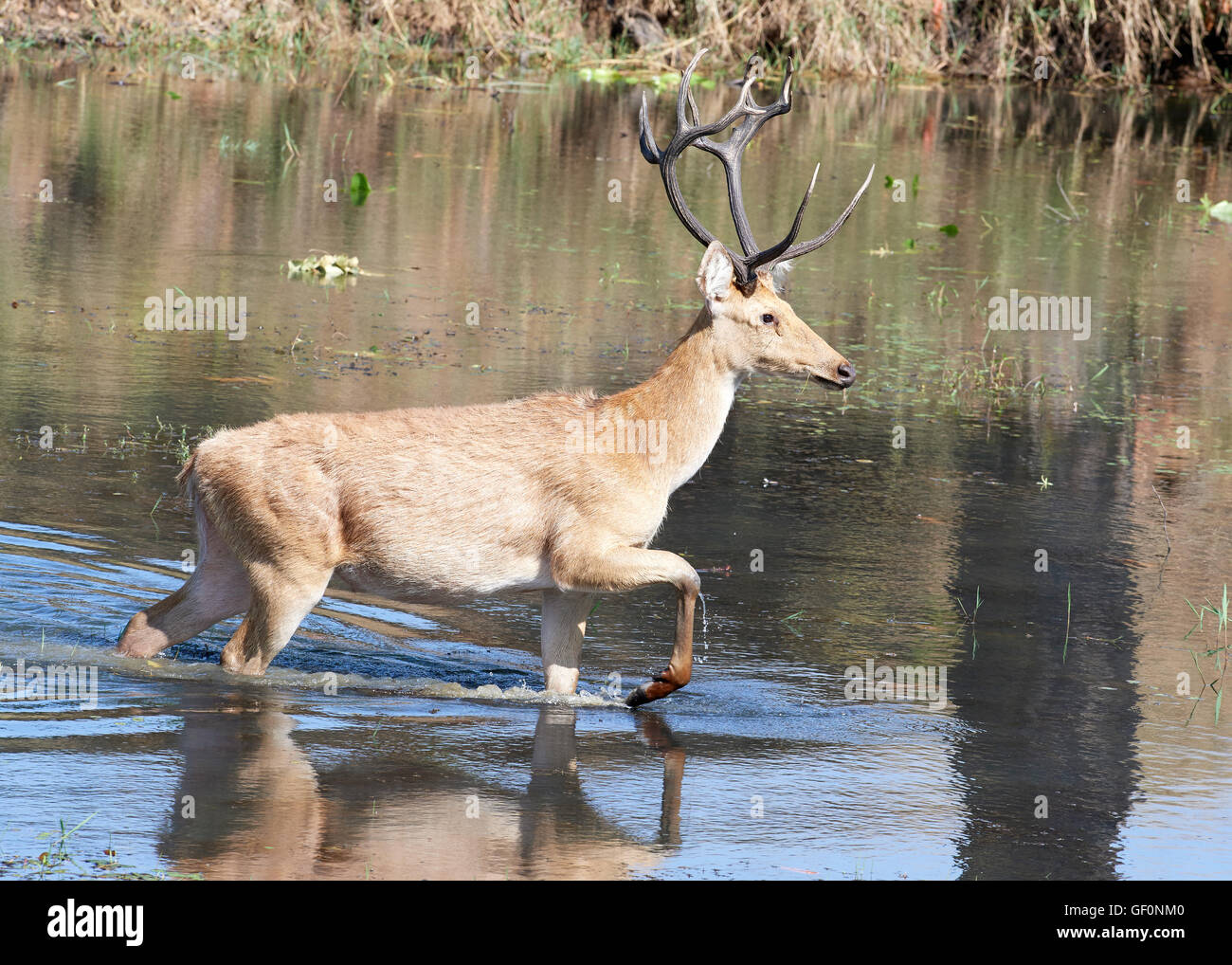 Tiger Eating Deer High Resolution Stock Photography and Images - Alamy