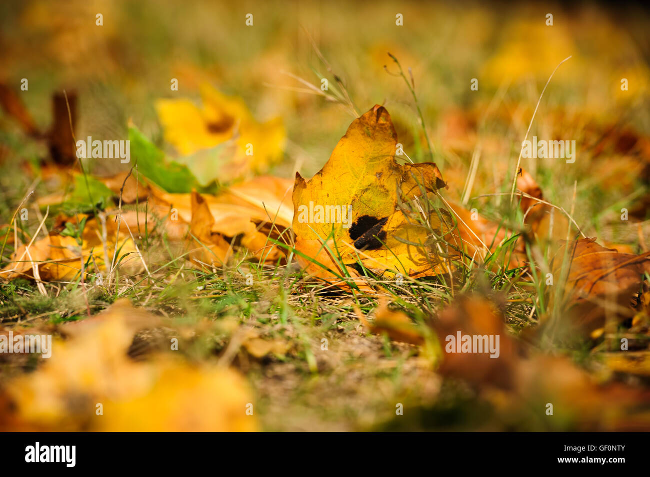 The autumn grass and dry leaves Stock Photo - Alamy