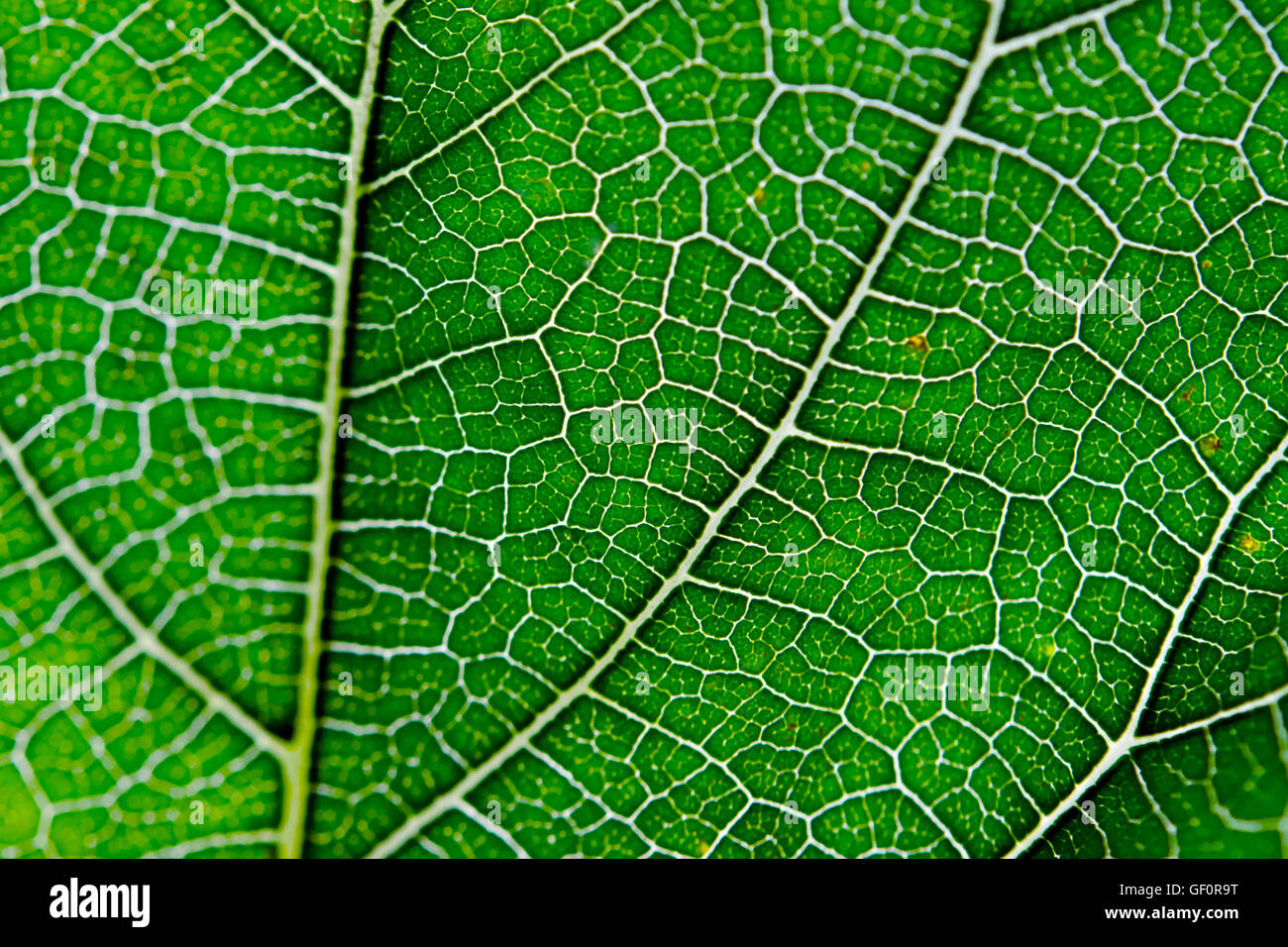 Leaf abstract background texture with veins Stock Photo - Alamy
