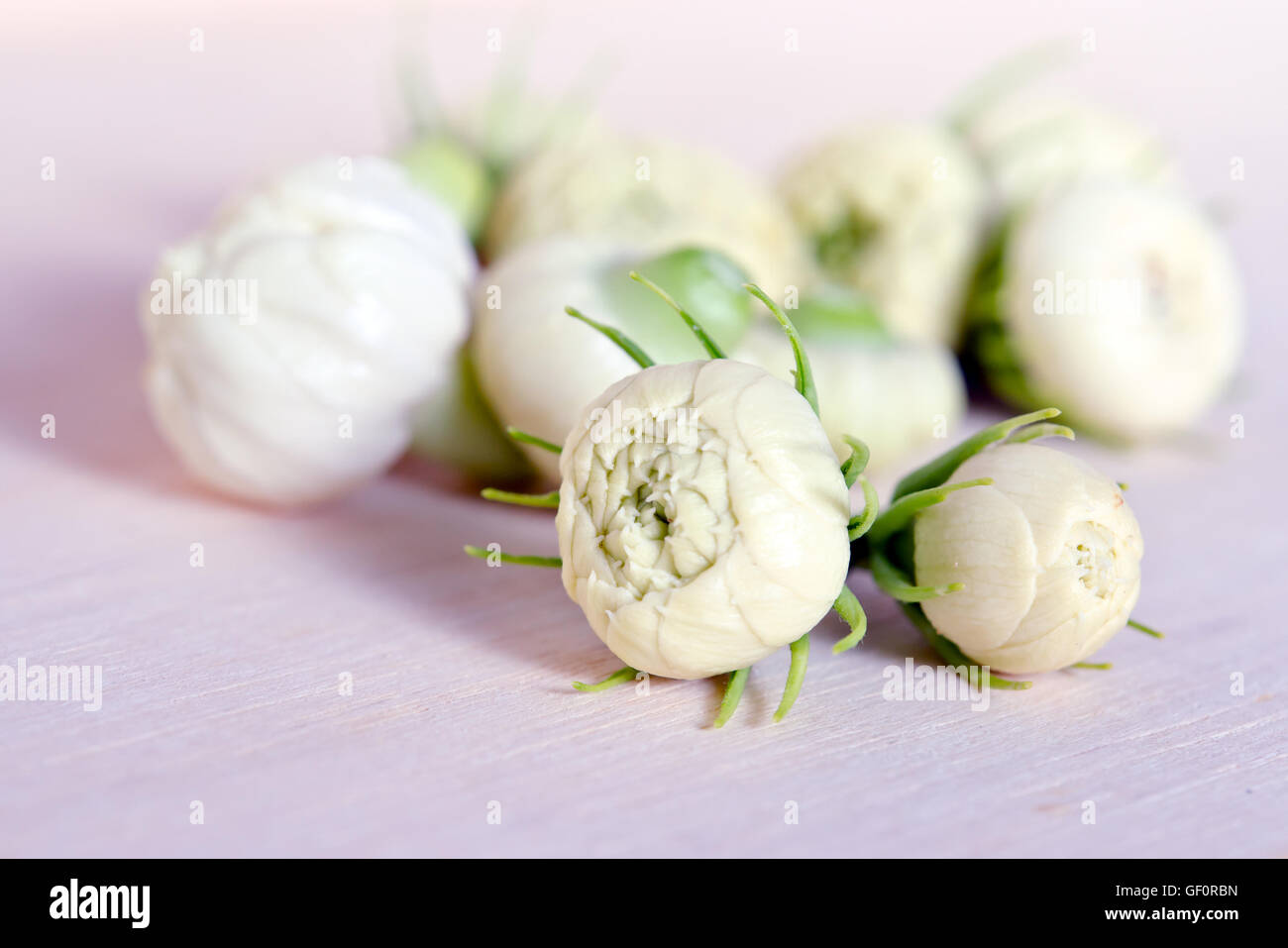 Jasmine flower white background hires stock photography and images Alamy