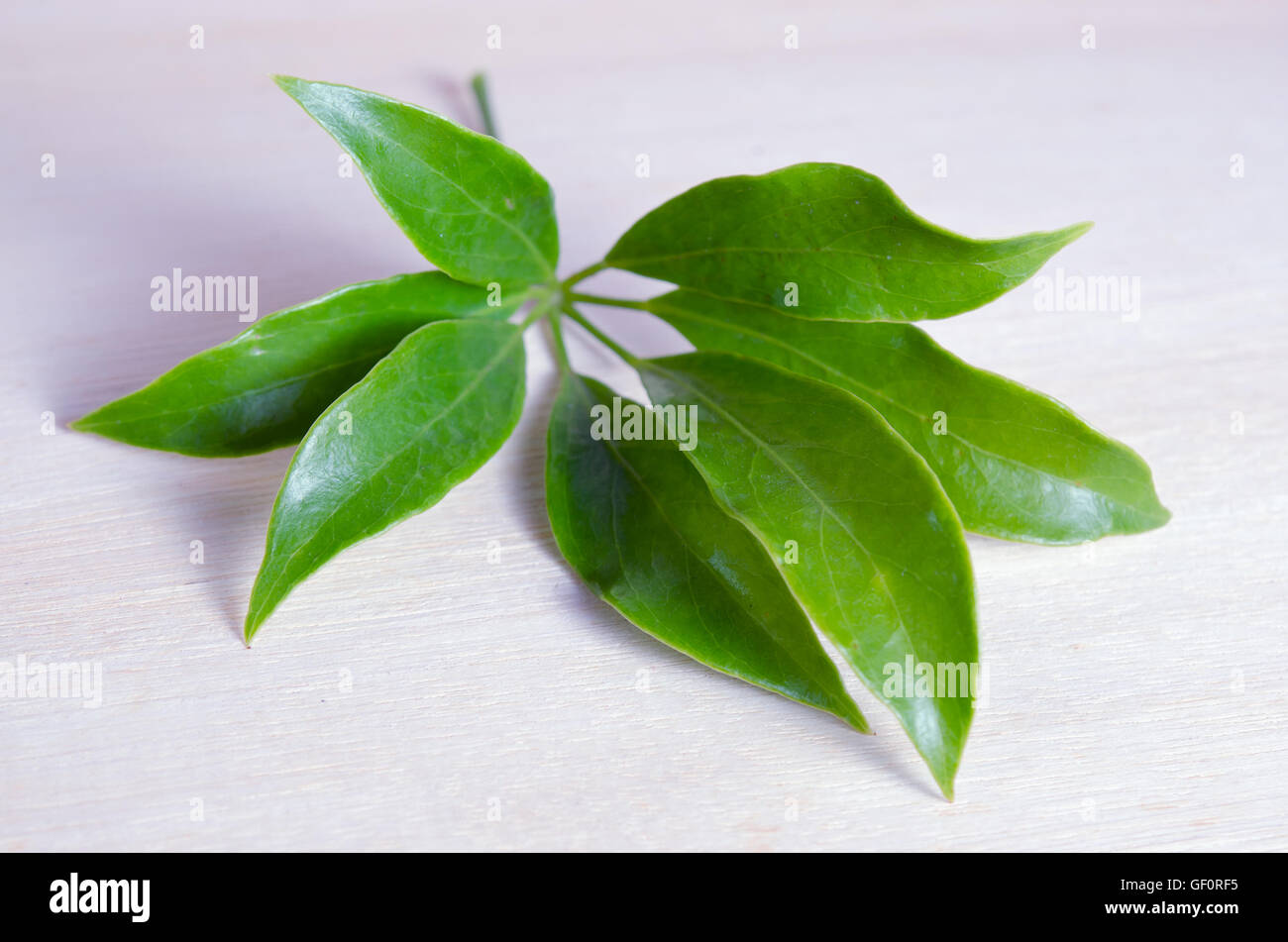 Araliaceae leaf - Famous Thai Herb (Also called as Schefflera leucantha R.Vig., Schefflera kwangsiensis Merr. ex H.L.Li, Scheffl Stock Photo