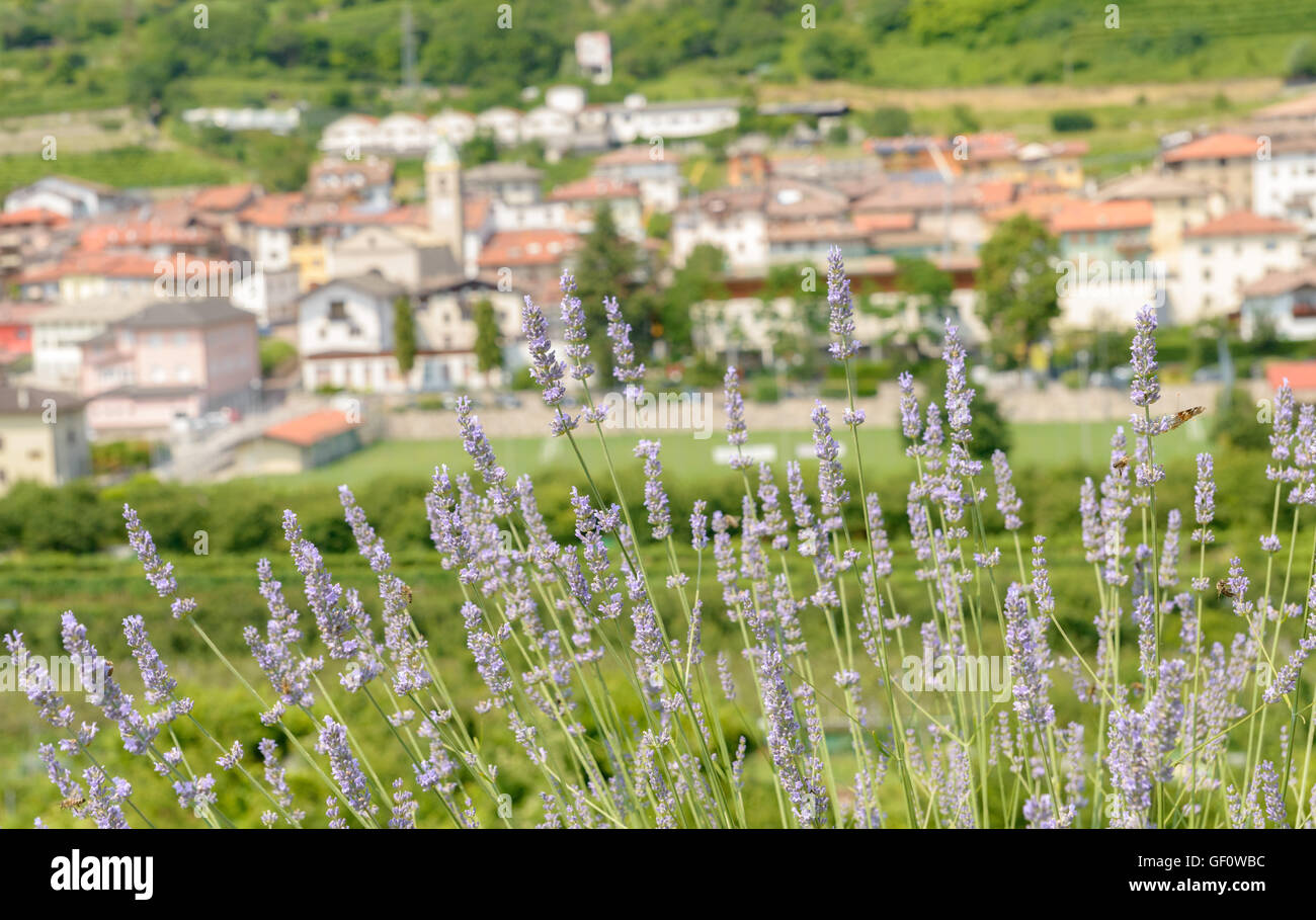 View of Trento, Italy with Lavandar (Lavandula) foreground Stock Photo