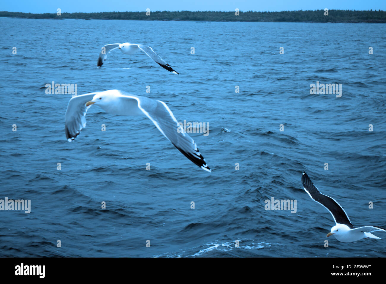 herring-gulls-larus-canus-and-lesser-black-backed-gulls-larus-fuscus