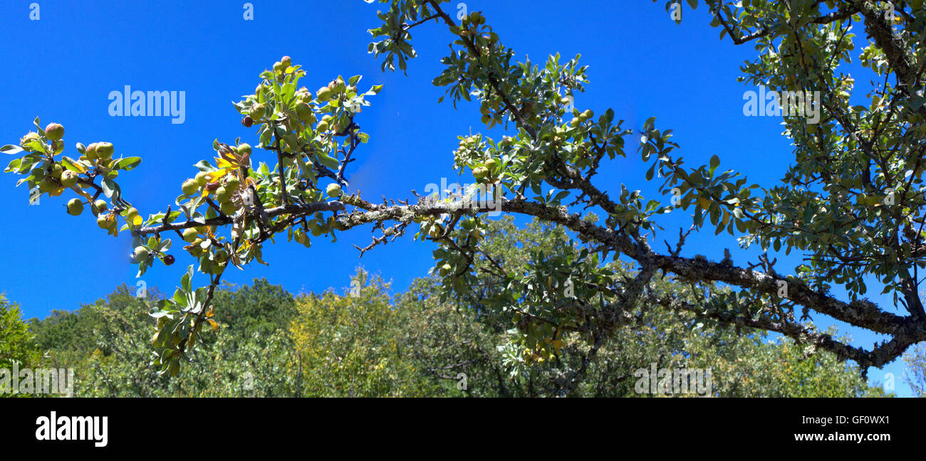 wild pear tree in foothills of Crimea Stock Photo
