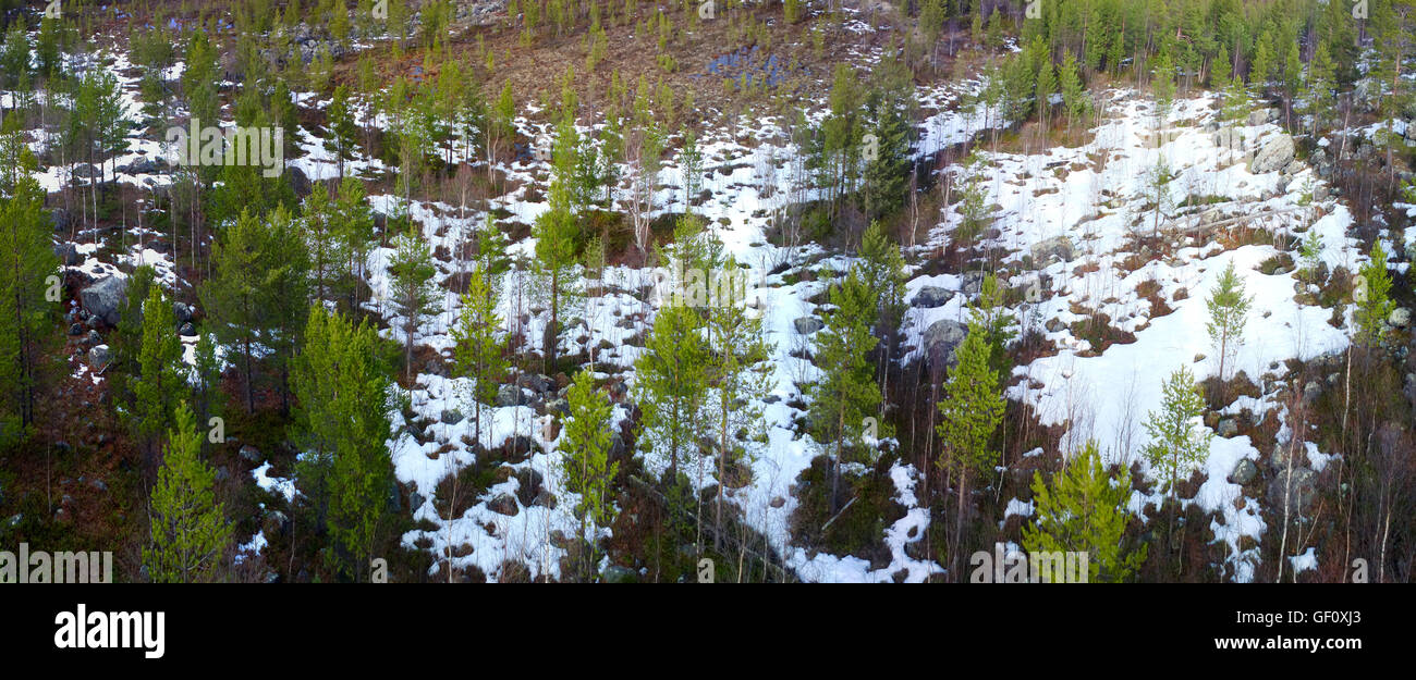 Early snowfall in boreal forest hi-res stock photography and images - Alamy