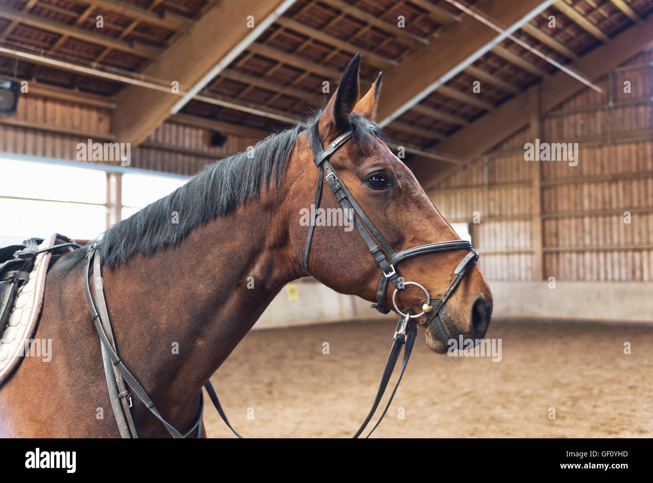 Brown Horse Profile Head Shot In A Bridle With A Lunging Rein Around Its Neck Posing In An Indoor Riding School Stock Photo Alamy