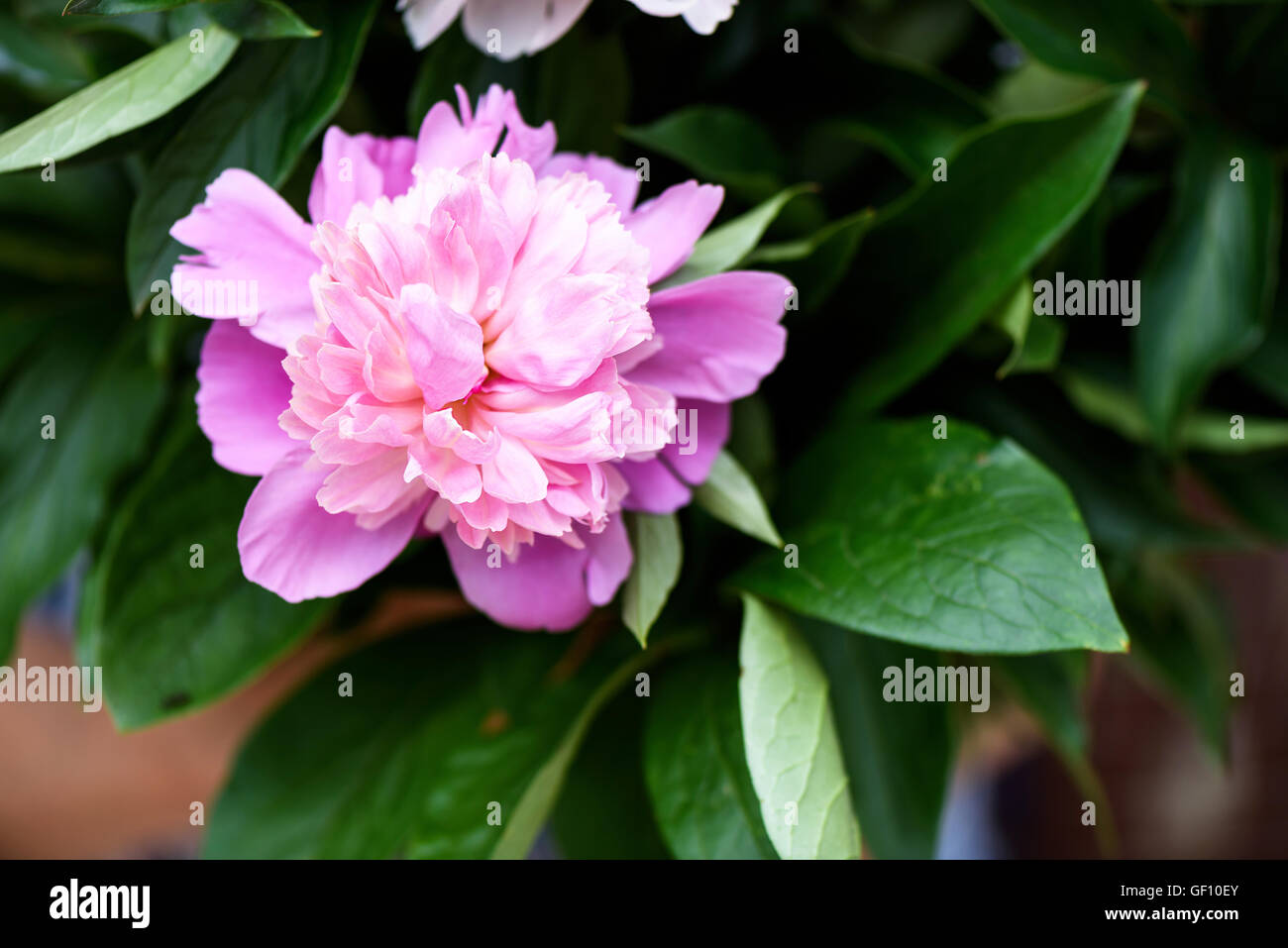 Close up photo of beautiful pink peony flower over green background ...