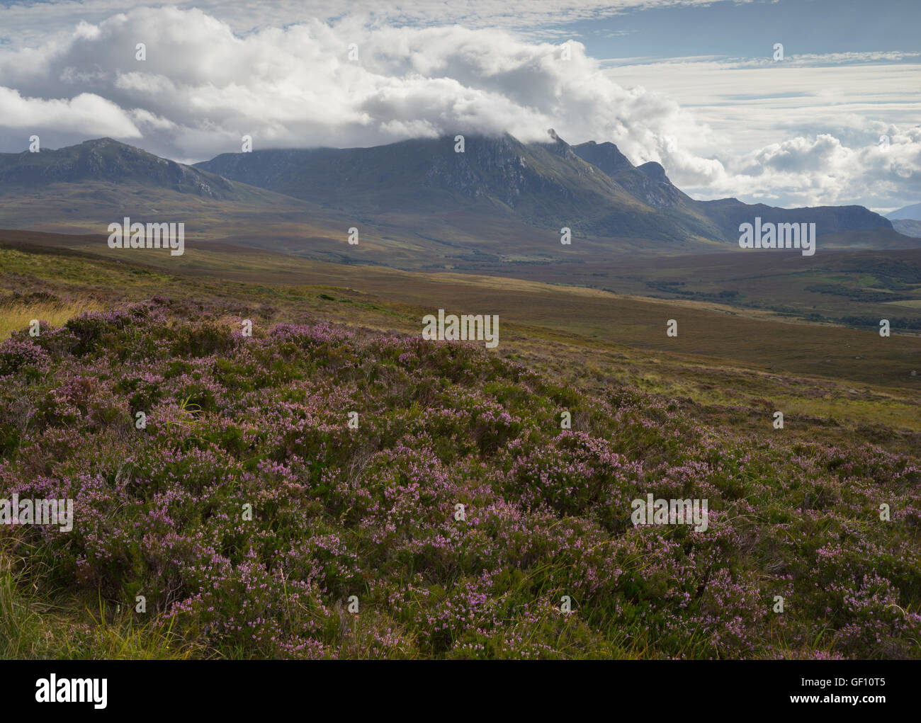 A view of the mountain Ben Loyal near Tongue and heather, Sutherland, Scottish Highlands, Scotland, UK Stock Photo