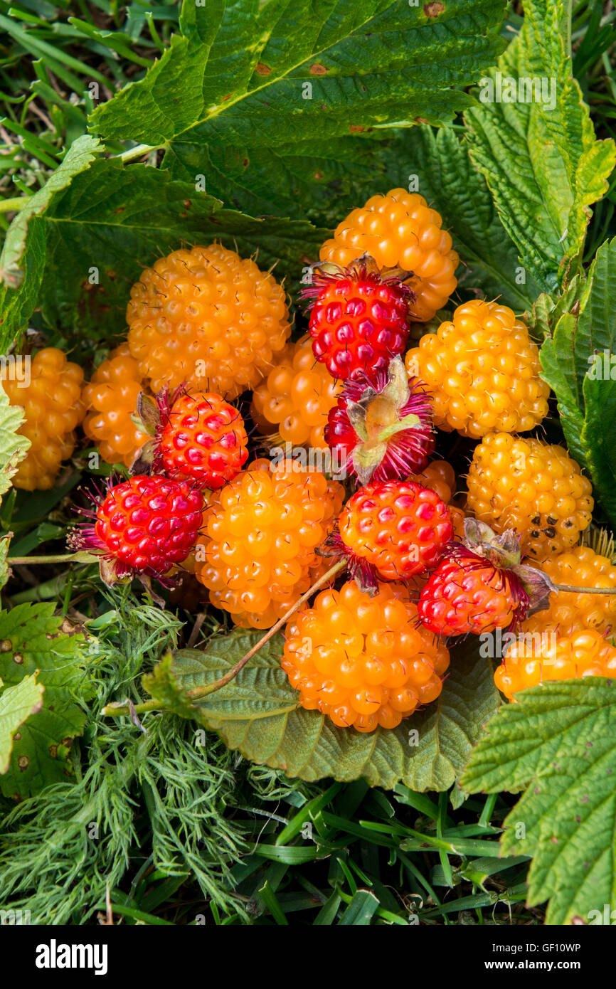 File:Alaska wild berries.jpg - Wikipedia