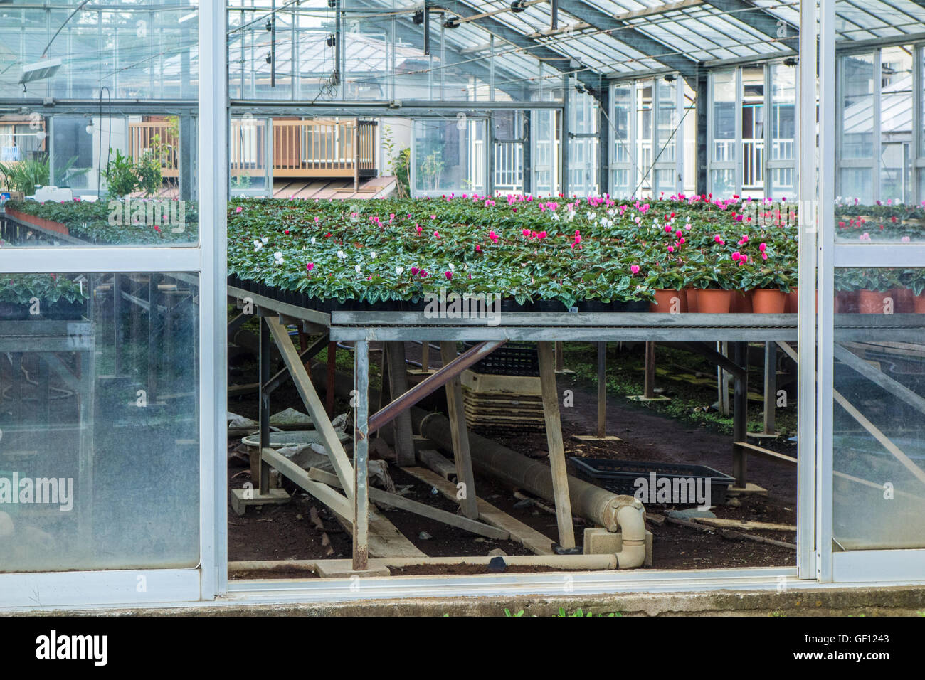 Plant cultivation hi-res stock photography and images - Alamy
