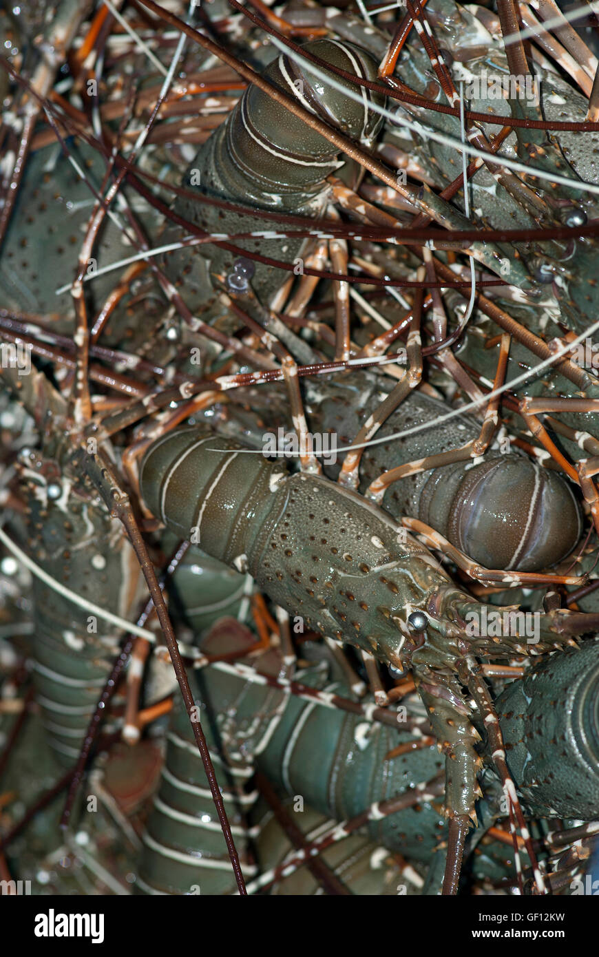 Fresh catch lobster at harnai hires stock photography and images Alamy