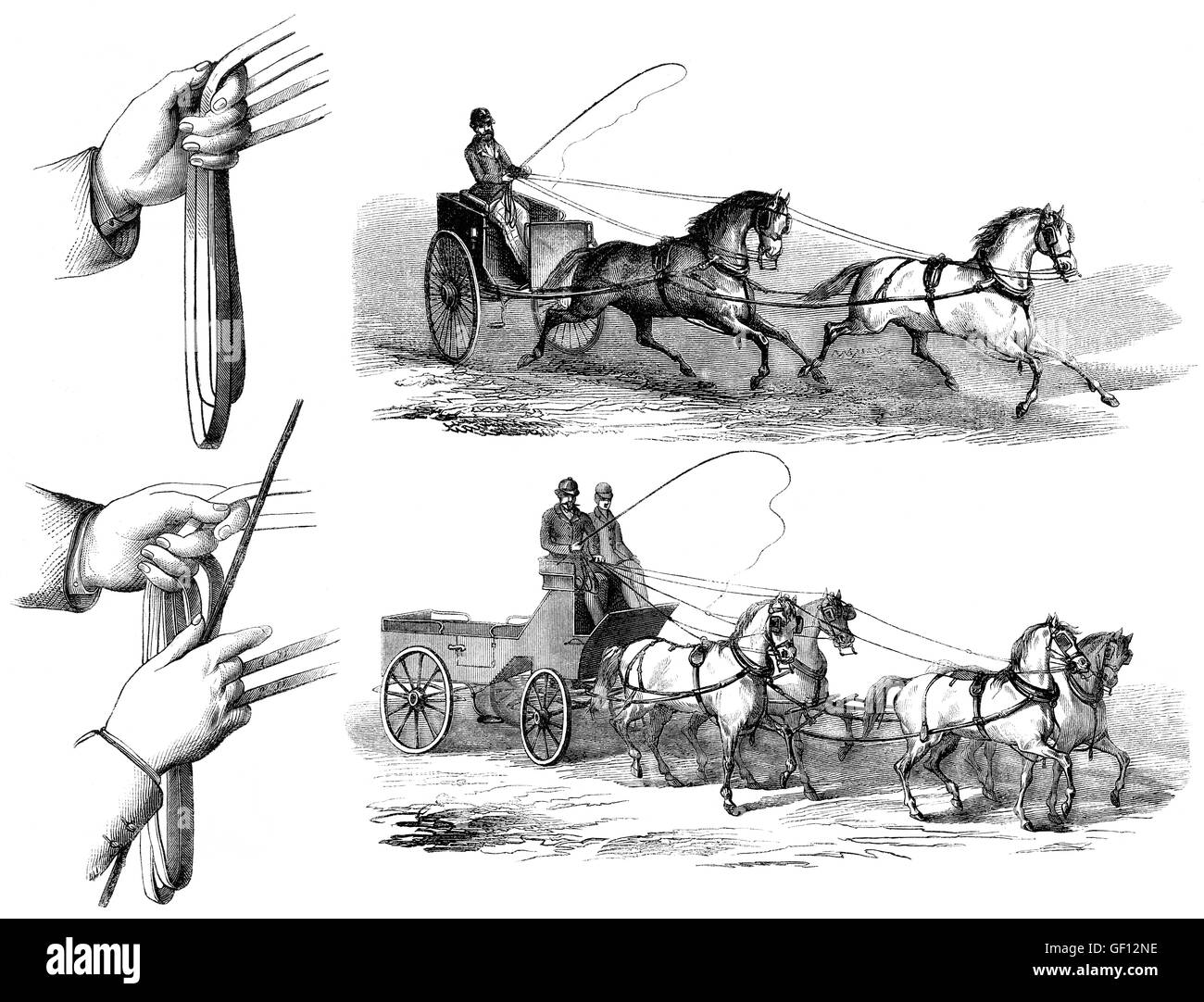 Methods of guiding horses by pulling on its reins, two or four horses driving Stock Photo