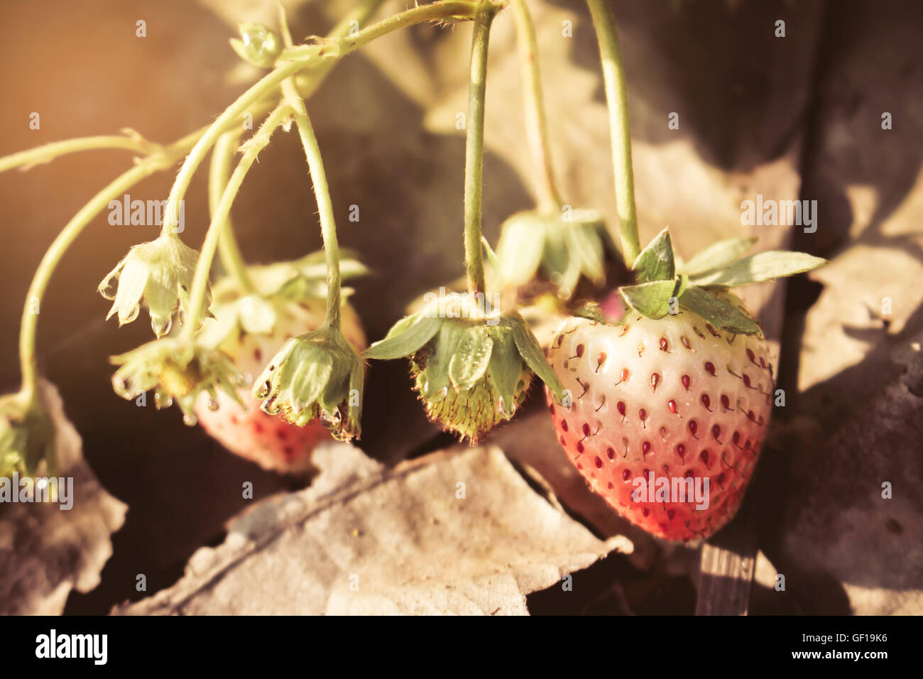 Closeup of red strawberries with planting strawberry background with ...