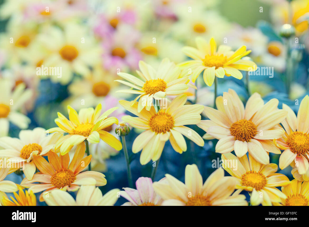 Twilight chrysanthemums hi-res stock photography and images - Alamy
