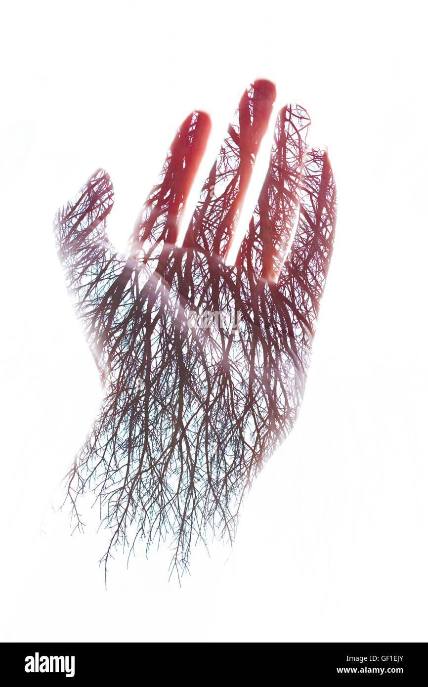 Double exposure of a hand and trees Stock Photo