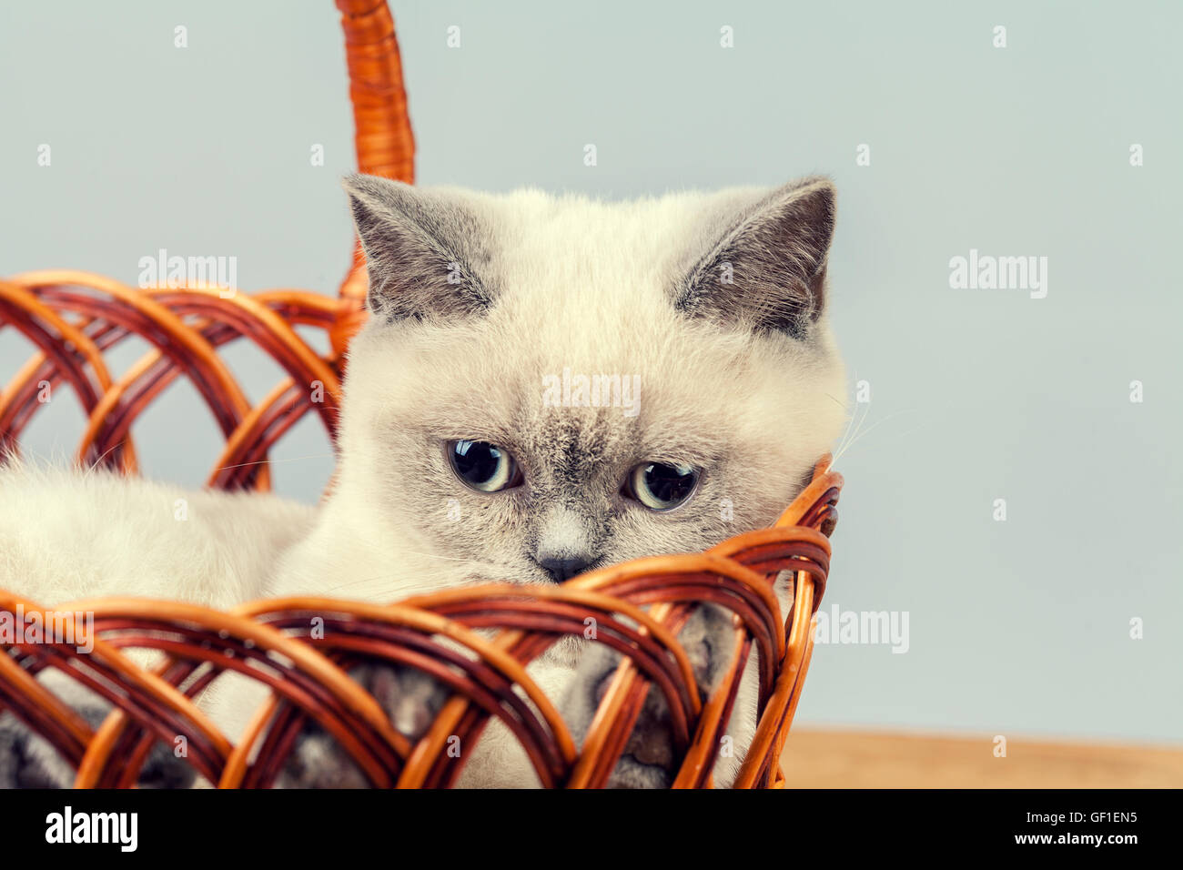Cute little kitten relaxing in a basket Stock Photo - Alamy