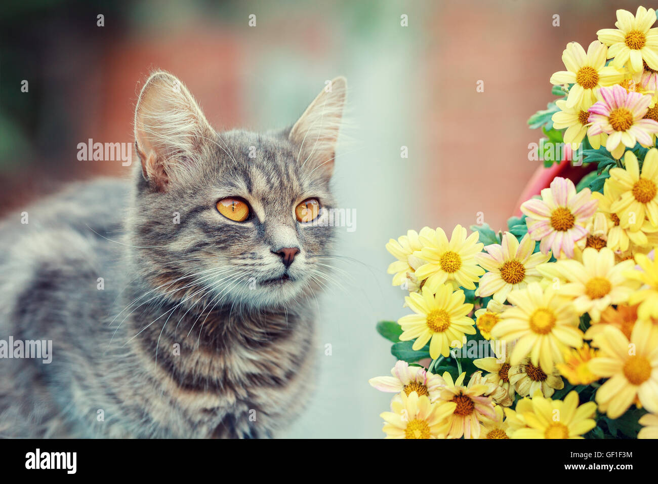 Cute cat with flowers in the garden Stock Photo - Alamy