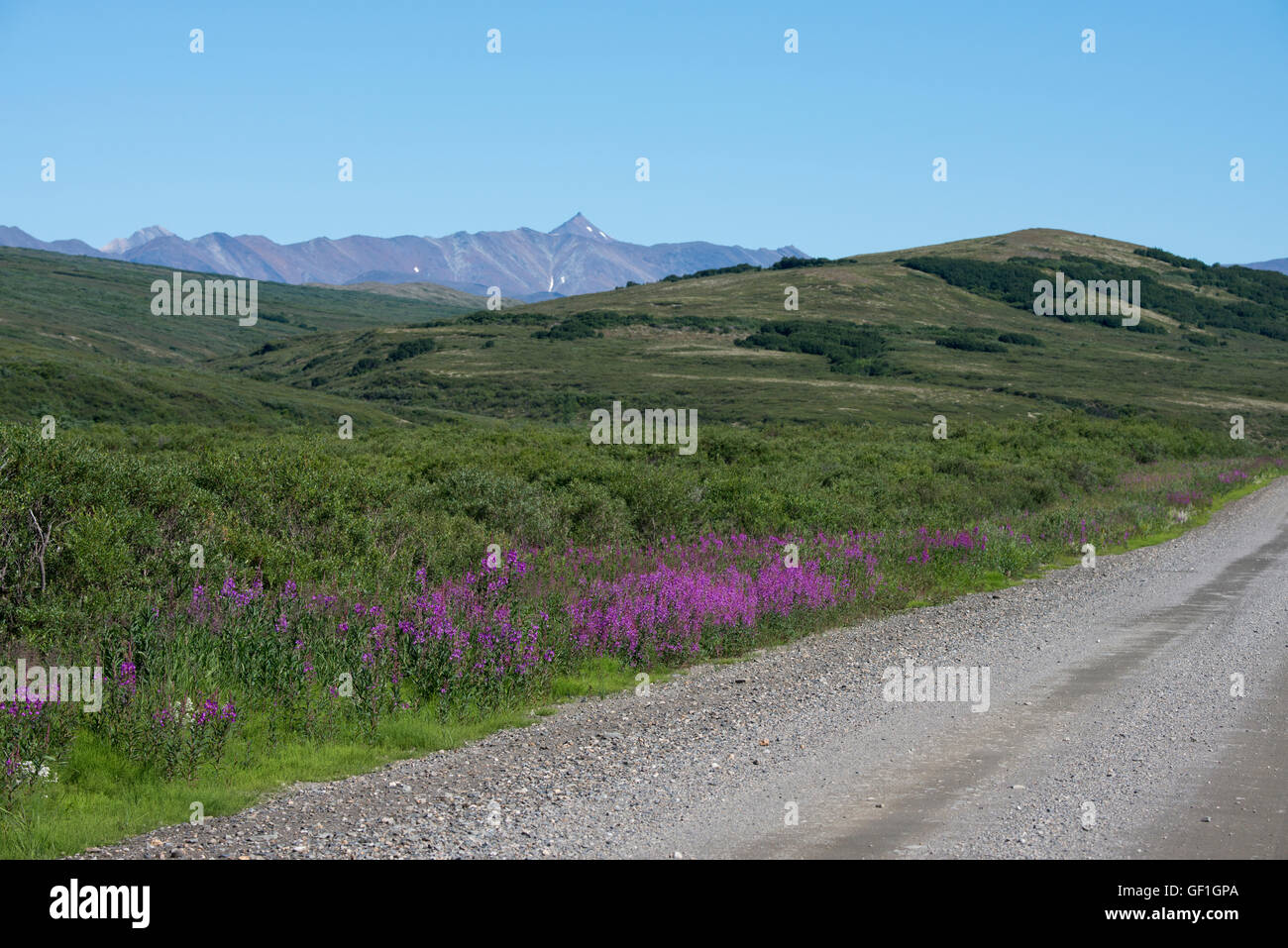 Alaska, Seward Peninsula, Nome. NomeTaylor Highway aka Kougarok Road